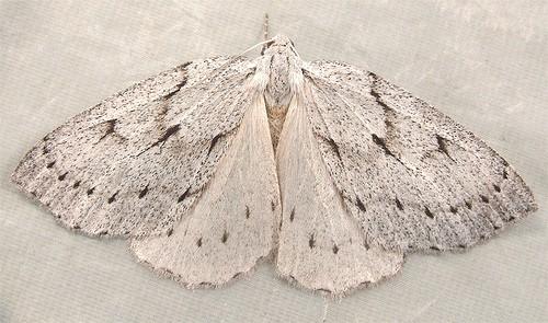 Philedia punctomacularia