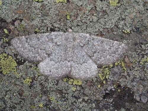 Gnophos obfuscata