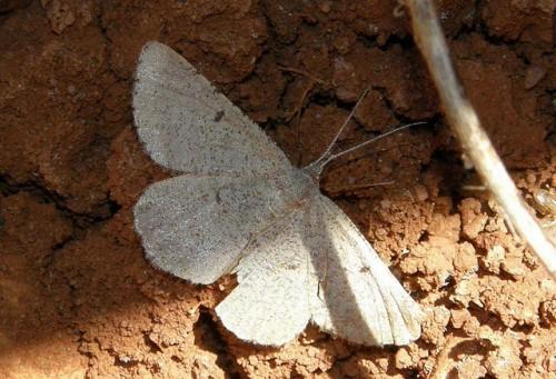 Gnophos perspersata
