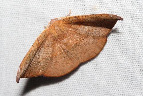 Tacparia zalissaria