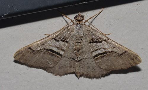 Digrammia continuata