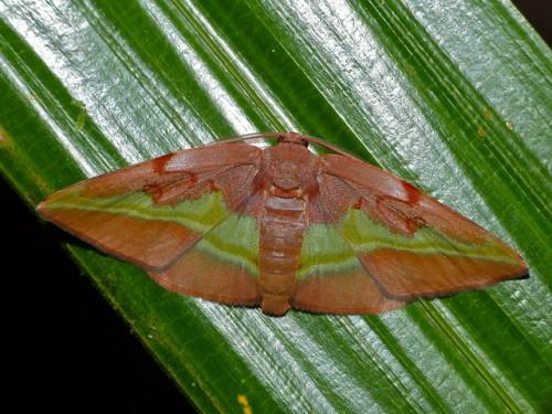 Hypochrosis cryptopyrrhata