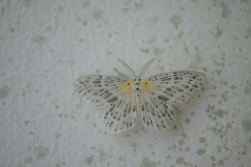 Genusa simplex