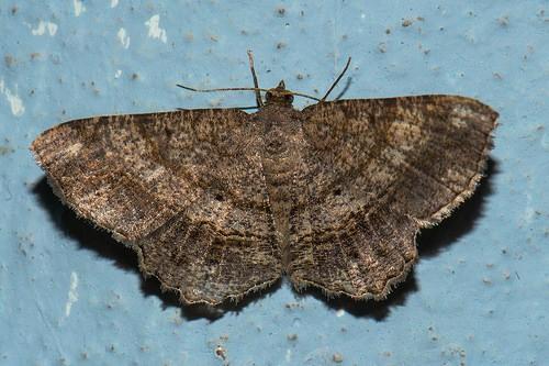 Chiasmia hebesata