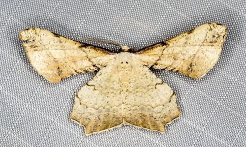 Gonodontis luteola