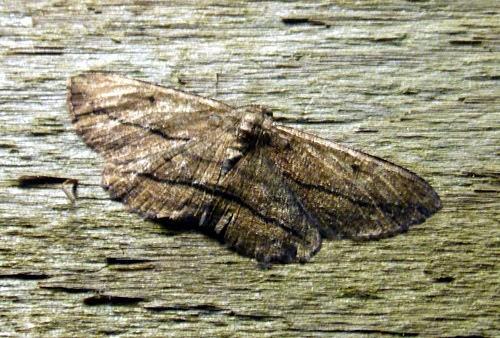Nadagara irretracta
