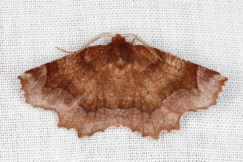 Metarranthis homuraria