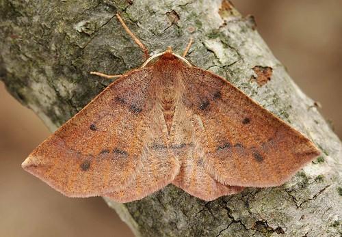 Metarranthis duaria
