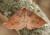 Metarranthis duaria