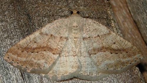 Tacparia detersata