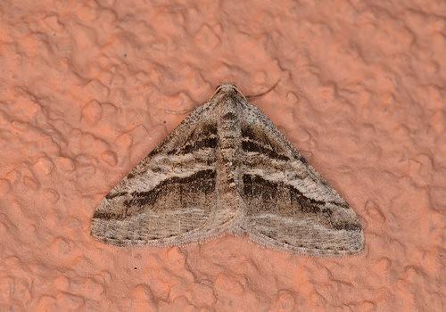 Digrammia atrofasciata