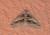 Digrammia atrofasciata