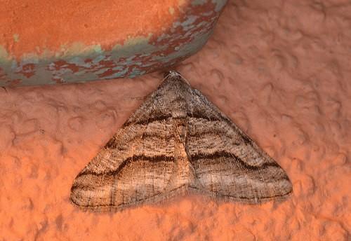 Digrammia pertinata