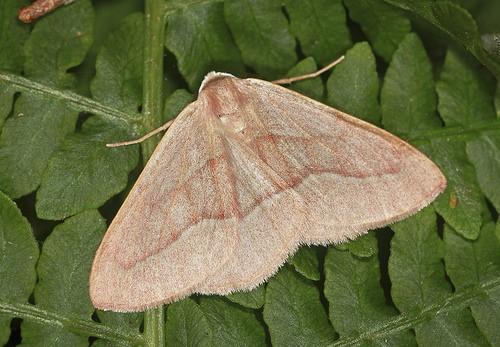 Petrophora chlorosata