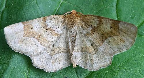Metarranthis indeclinata