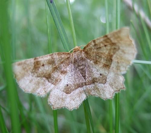 Metarranthis refractaria