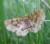 Metarranthis refractaria
