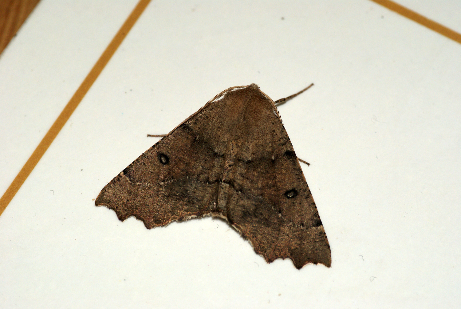 Odontopera graecarius