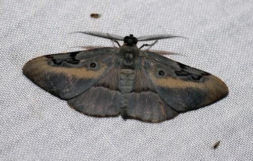 Hypochrosis sternaria