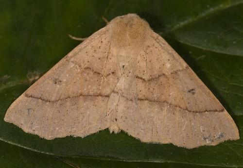 Crocallis dardoinaria