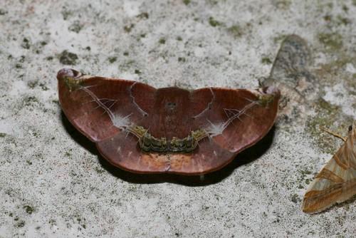 Garaeus conspicienda