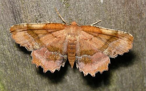 Cepphis armataria