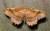 Cepphis armataria