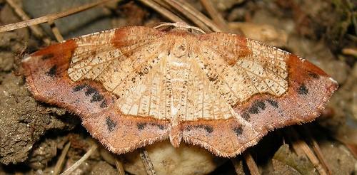 Probole amicaria