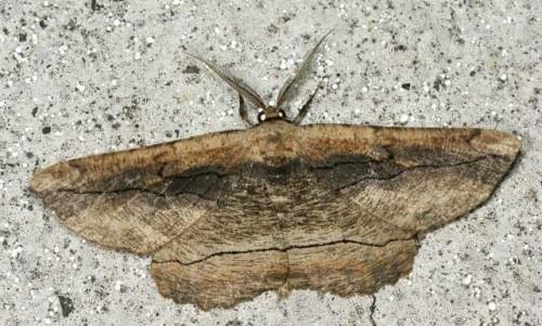 Phthonandria atrilineata