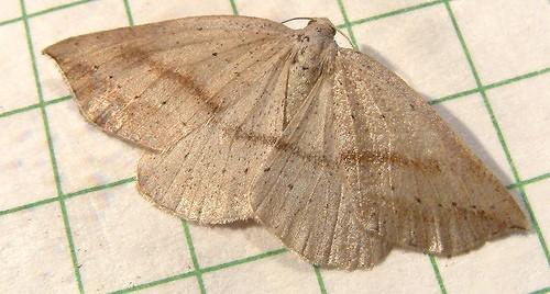 Thallophaga taylorata