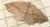 Thallophaga taylorata