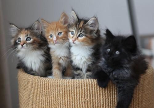 4_Kittens