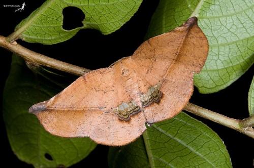 Garaeus apicata
