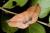 Garaeus apicata