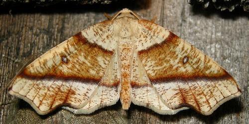 Plagodis alcoolaria