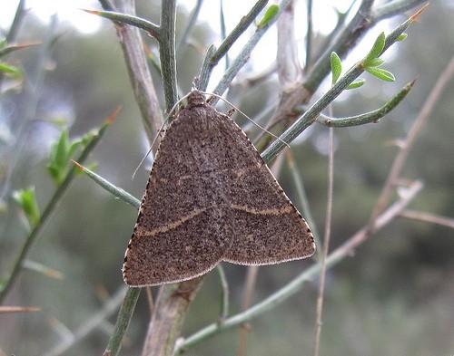 Petrophora narbonea