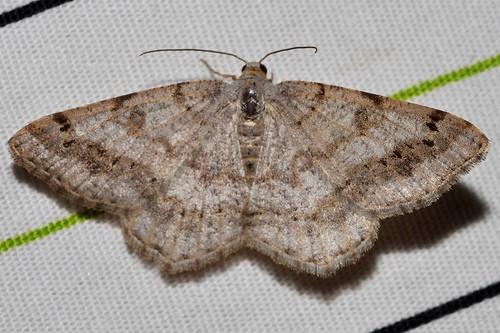 Digrammia ocellinata