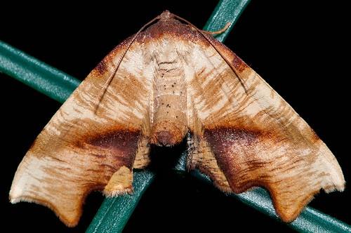 Plagodis fervidaria