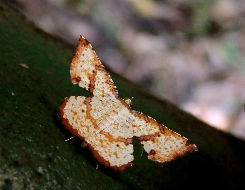 Corymica deducta