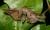 Hypochrosis pyrrhophaeata
