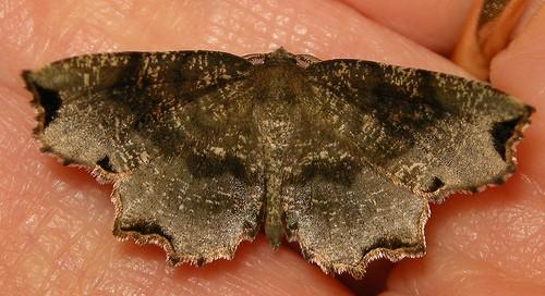 Cepphis decoloraria