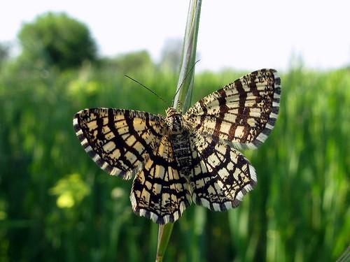 Chiasmia clathrata