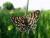 Chiasmia clathrata