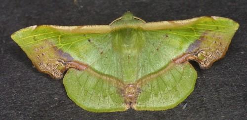 Fascellina plagiata