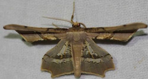 Gonodontis stramenticea