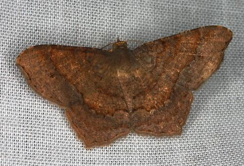 Chiasmia perfusaria