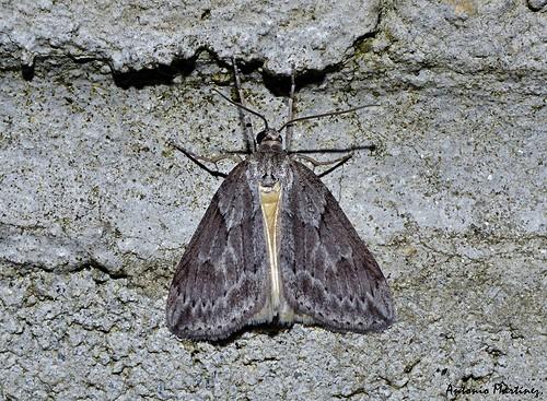 Pachycnemia hippocastanaria