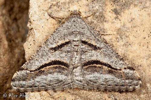 Digrammia curvata