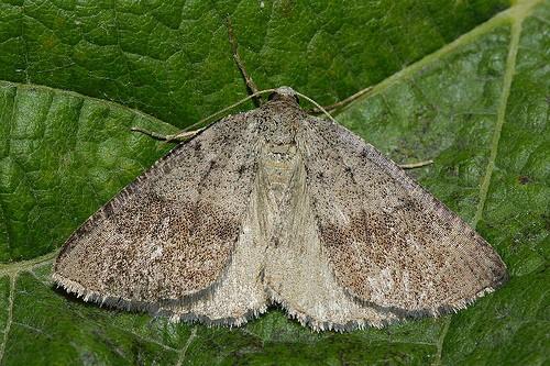 Pachycnemia tibiaria