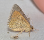 Digrammia ordinata